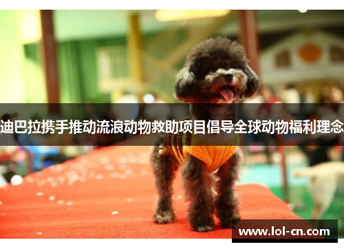 迪巴拉携手推动流浪动物救助项目倡导全球动物福利理念